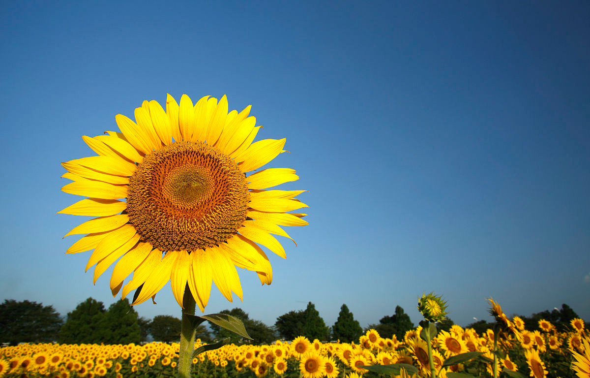 安徽得潤電氣 成套高低壓開關(guān)柜廠家 報(bào)價(jià) 電話:400-0551-777 qq:3176885416 安徽得潤電氣 成套高低壓開關(guān)柜廠家 報(bào)價(jià) 電話:400-0551-777 qq:3176885416